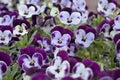 Violet garden pansy (Viola Ãâ wittrockiana) growing on a city lawn Royalty Free Stock Photo
